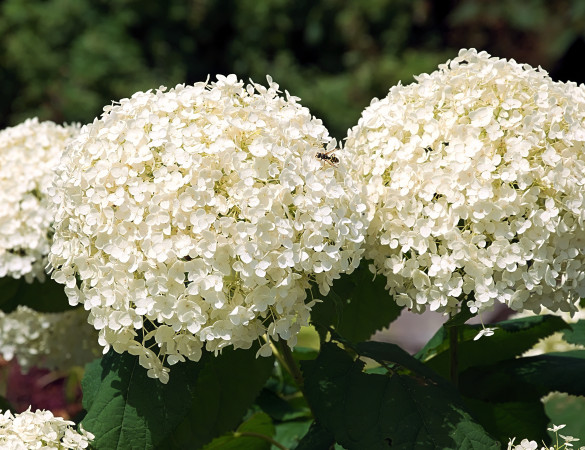 Witte sneeuwbal hortensia - Hydrangea Strong annabelle ®