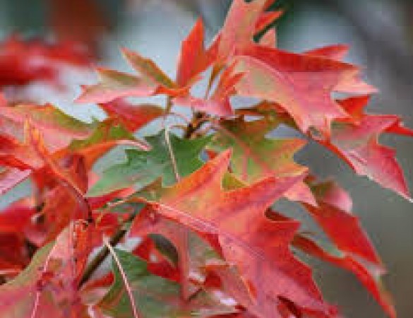 Dak Eik - Quercus Palustris