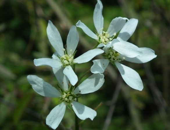Krentenboompje Meerstammig- amelanchier lamarckii
