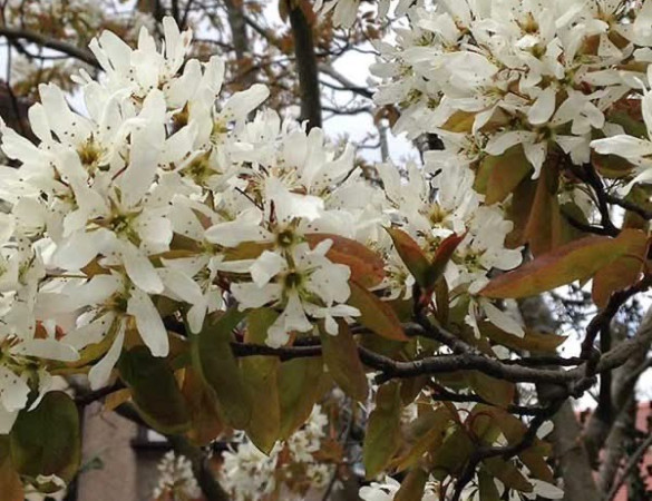 Krentenboompje Meerstammig- amelanchier lamarckii