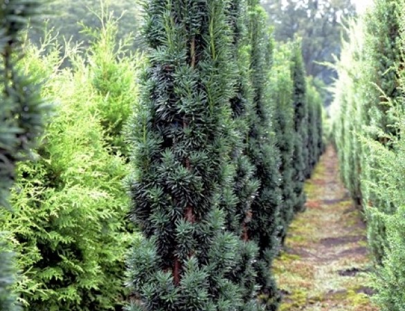 Zuil Taxus - Taxus Fastigiata