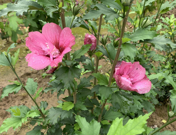 Rode Zuil Hibiscus - Hibiscus syriacus Flower Tower Ruby ('Gandini van Aart Ruby'PBR)
