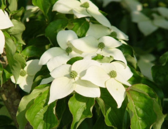 Grootbloemige Japanse kornoelje - Cornus kousa 'Chinensis' 