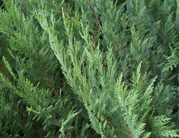 Compacte haag Leylandii 2001 - Cupressocyparis Leylandii 2001
