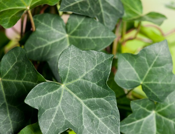 Klimop - Hedera hibernica