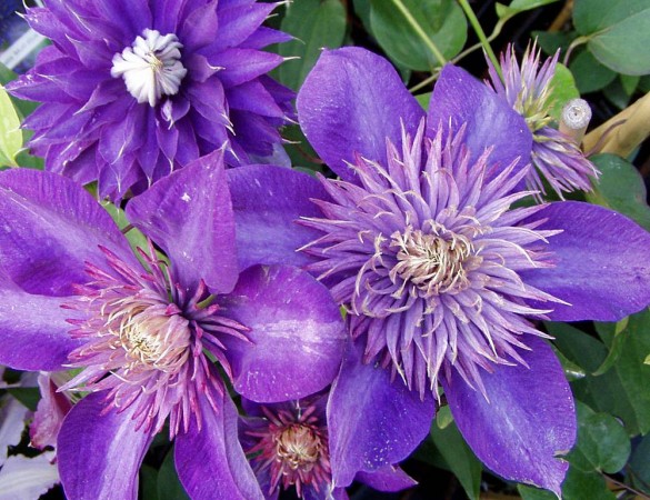 Clematis Arrabella