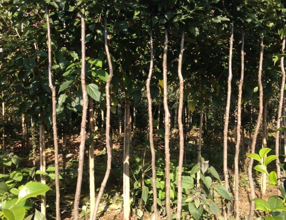 Carpinus betulus - meerstammige Haagbeuk