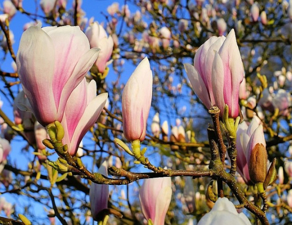 Lei Beverboom - Magnolia soulangeana