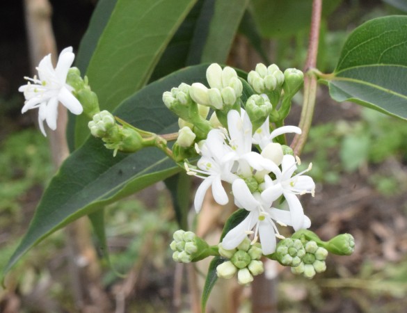 Heptacodium miconoides - Zevenzonenboom