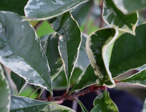 Bol Glansmispel - Photinia Fraseri  'Pink Marble' ®