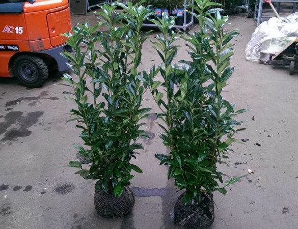 Smalblijvende laurier - Prunus Genolia 'Mariblon' ®