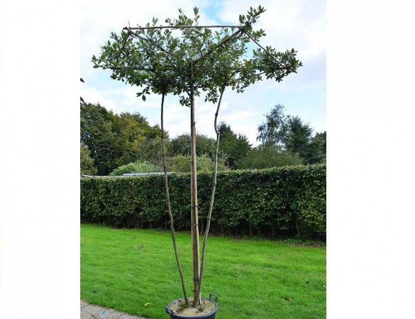 Meerstammige dak steeneik - Quercus ilex
