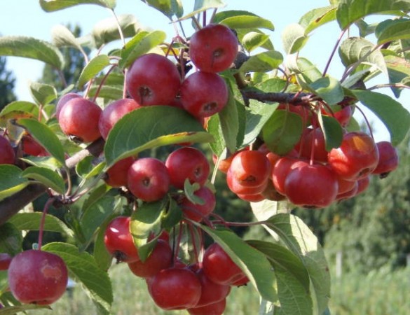 Rode sierappel - Malus Red sentinel Leivorm