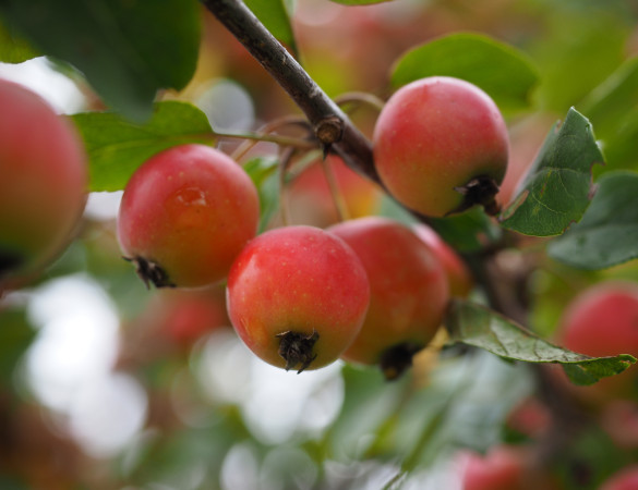 Rode sierappel - Malus Red sentinel Leivorm