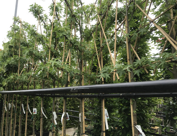 Amberboom - Liquidambar styr. worplesdon Leivorm