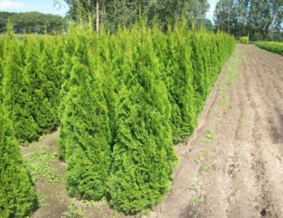 Levensboom - Thuja Smaragd