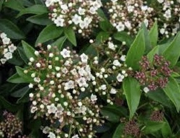 Sneeuwbal- Viburnum Tinus ' Tuscan Dream' 