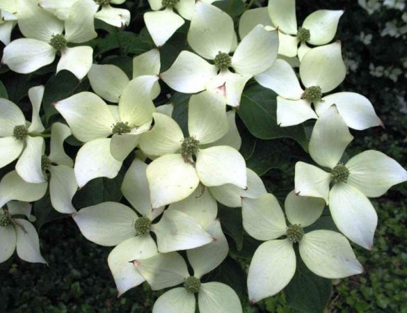 Leivorm Japanse kornoelje - Cornus kousa ' Weisse Fontaine' 
