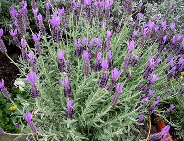 Vlinder Lavendel - Lavendula Stouchas 'Anouk'