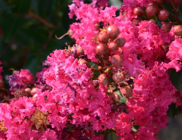 Lagerstroemia - Lagerstroemia Indica 'Tuscarora'