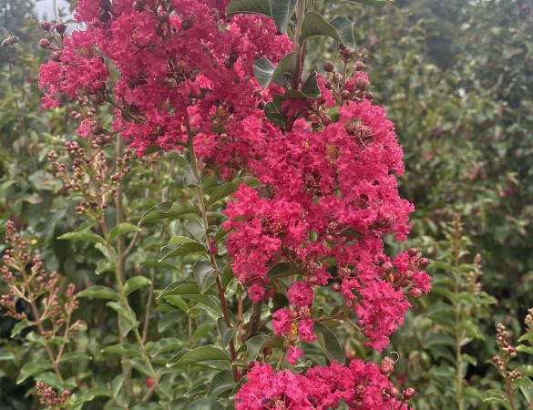 Lagerstroemia - Lagerstroemia Indica 'Tuscarora'