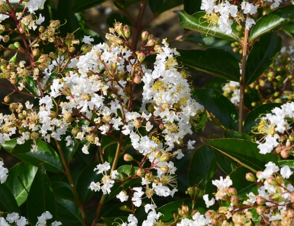 Lagerstroemia - Lagerstroemia Indica 'Natchez'