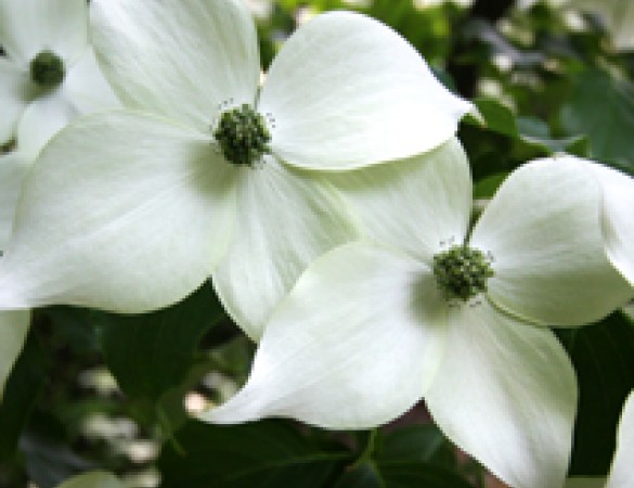 Japanse Kornoelje - Cornus Kousa ' Weisse Fontaine' 
