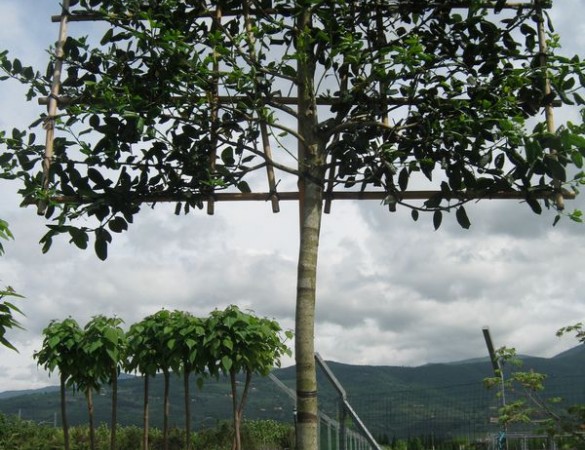 Ilex Nelly R. Stevens - Lei Hulst 