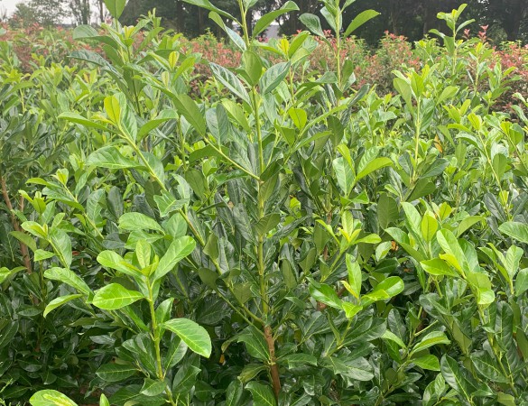 Prunus Laurocerasus - Laurier Legend