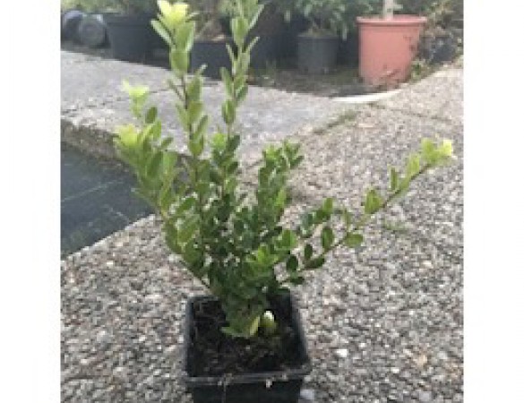 Ilex grenata Green Hedge