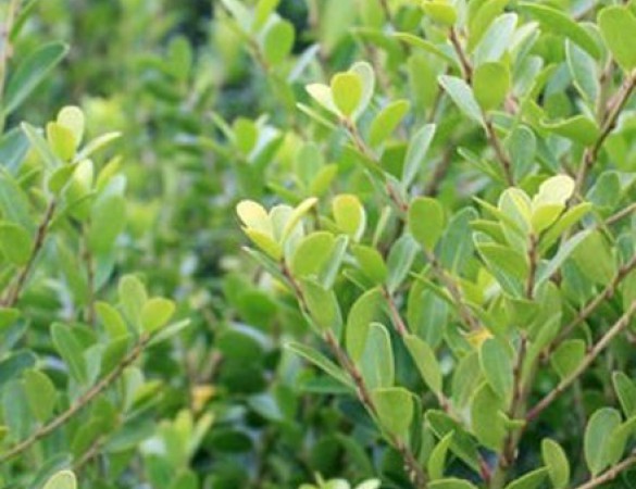 Ilex grenata Green Hedge