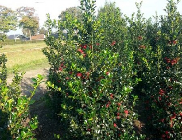 Ilex Meservea 'Heckenfee' - pikloze hulst