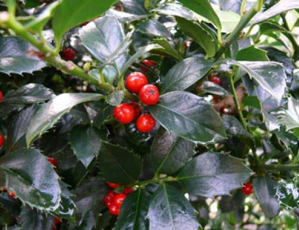Ilex Meservea 'Heckenfee' - pikloze hulst