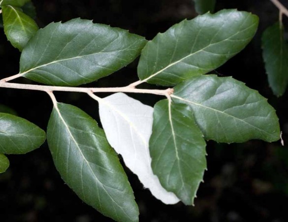 Kurkeik-Quercus Suber