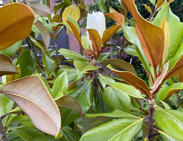 Immergrune Magnolien - Magnolia grandiflora 'Galissoniere'