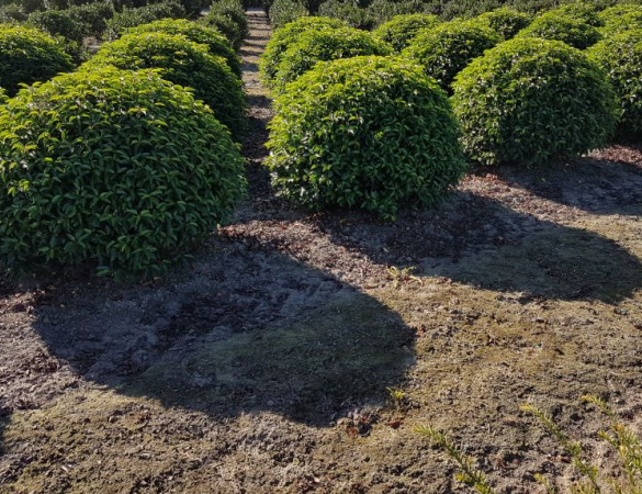 Bolvorm Portugese laurier -  prunus lucitanica 'Angustifolia'