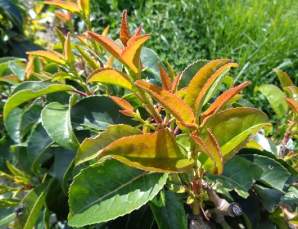 Leivorm  Grootbladige portugese laurier - Prunus Lucitanica Azorica Tico