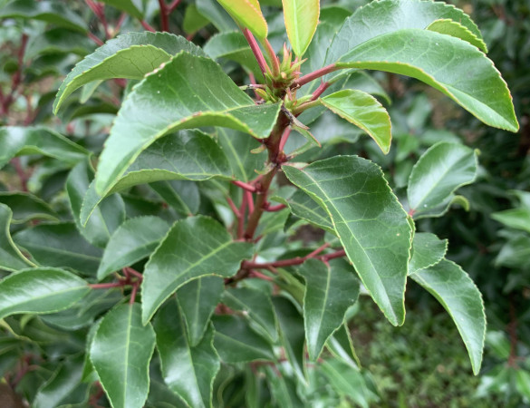 Portugese Laurier - Prunus  Brenelia ® '