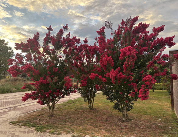 Meerstammige Lagerstroemia - Lagerstroemia Tuscarora