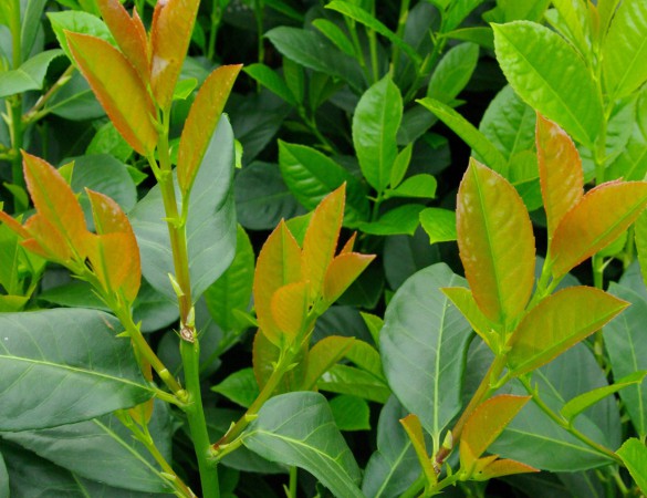 Laurier Etna - Prunus lauroseracus 'Etna' 