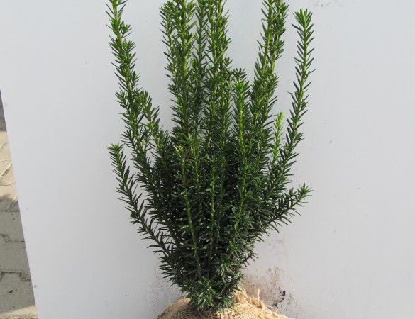 Taxus Media 'hillii'  (zonder besjes)