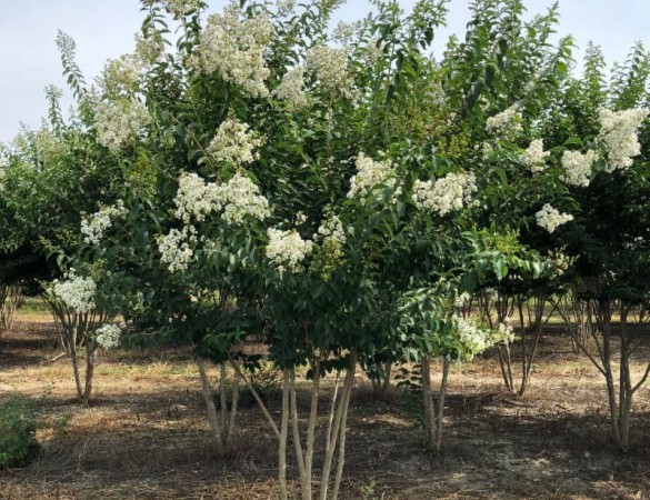 Lagerstroemia indica ‘Sarah’s Favorite’- multistam