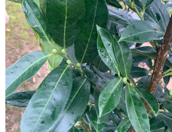 Laurier- Prunus Laurocerasus ‘ Elly Verstra’ 