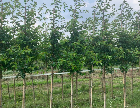 Hoogstam - Prunus Lucitanica Azorica Tico (Ybrazo01) - Grootbladige Portugese laurier