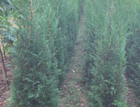 Leylandii ‘Bleu jeans’