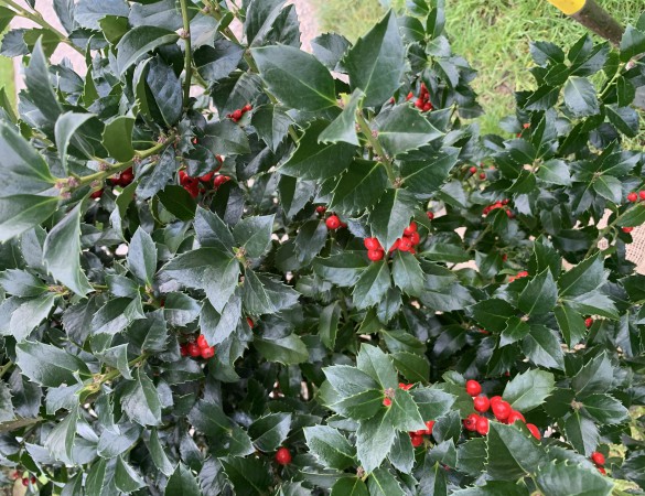 Ilex Nelly Stevens - Besdragende hulst