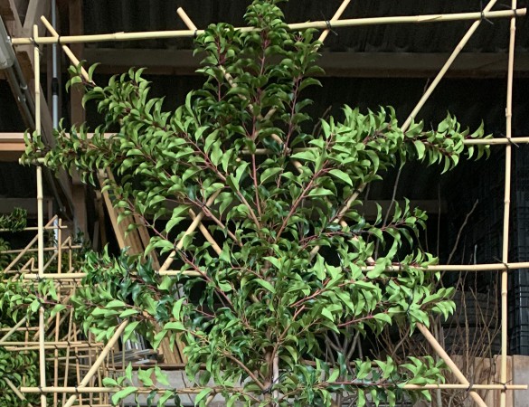 Leivorm Portugese laurier - Prunus Lucitanica ‘Brenelia’ ®