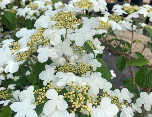 Zuilvorm sneeuwbal-viburnum Kilimanjaro 