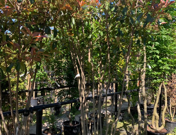 Meerstammige Glansmispel - Photinia fraseri. Red robin