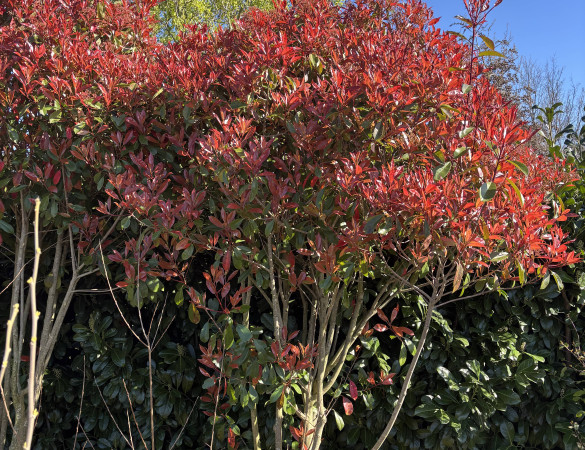 Meerstammige Glansmispel - Photinia fraseri. Red robin